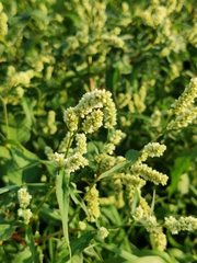 Persicaria lapathifolia