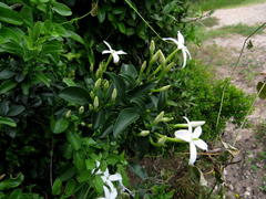 Jasminum angulare