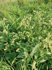 Persicaria lapathifolia