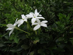 Jasminum angulare