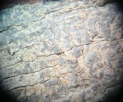 Pachnolepia pruinata