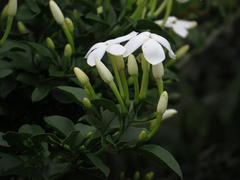 Jasminum angulare
