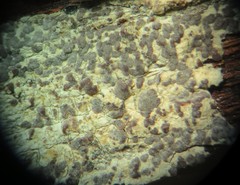 Pachnolepia pruinata