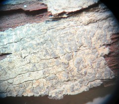 Pachnolepia pruinata