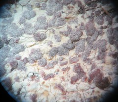 Pachnolepia pruinata