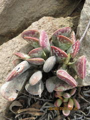 Adromischus triflorus