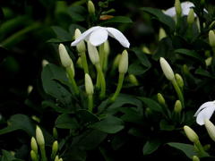 Jasminum angulare