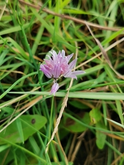 Allium schoenoprasum