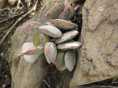Adromischus triflorus