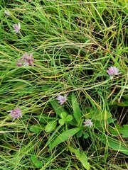 Allium schoenoprasum