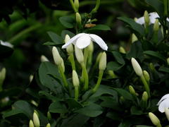 Jasminum angulare