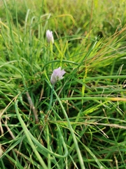 Allium schoenoprasum