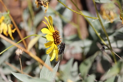 Copestylum violaceum