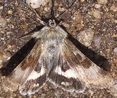 Heliothis oregonica