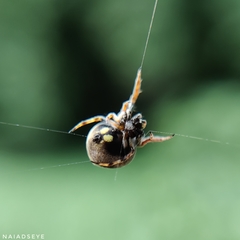 Araneidae