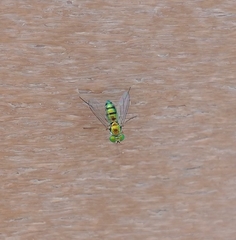 Condylostylus caudatus