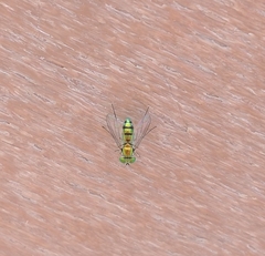 Condylostylus caudatus