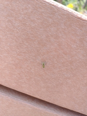 Condylostylus caudatus