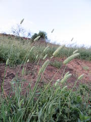 Phalaris minor