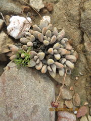 Crassula tecta