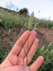 Phalaris minor