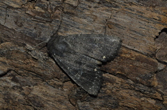 Noctuoidea