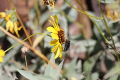 Copestylum violaceum