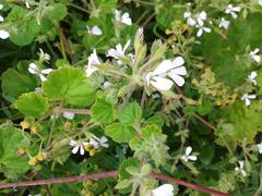 Pelargonium odoratissimum