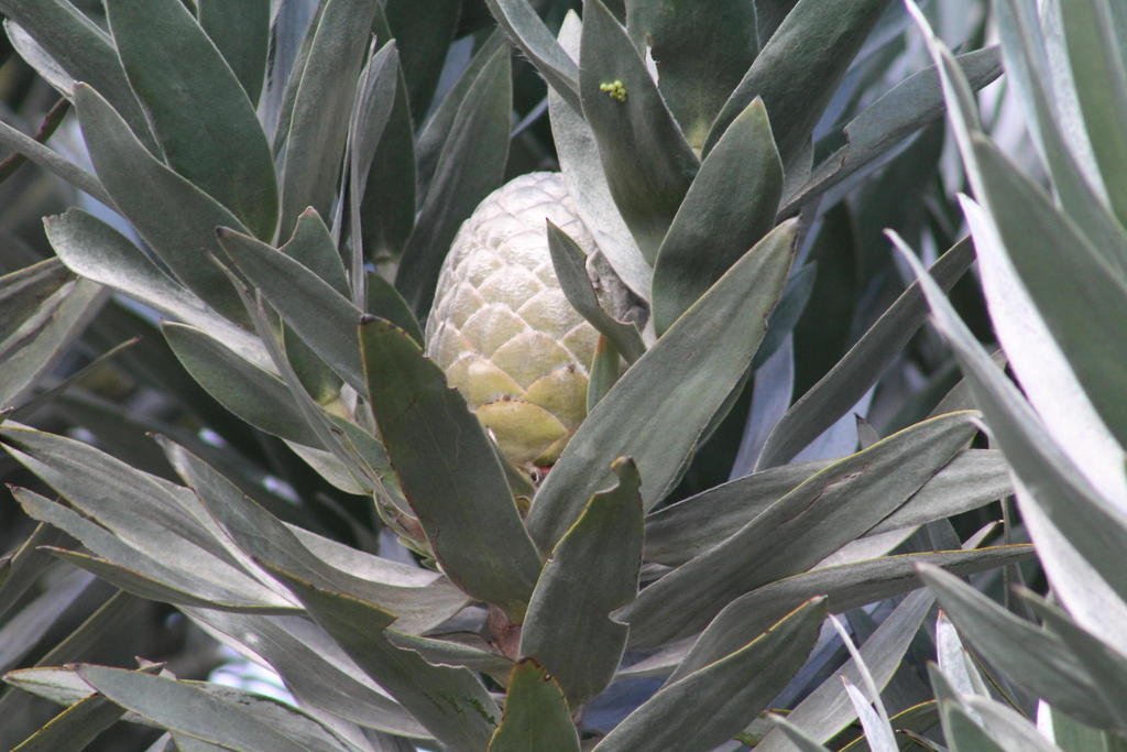 Silver Conebushes