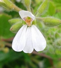 Pelargonium odoratissimum