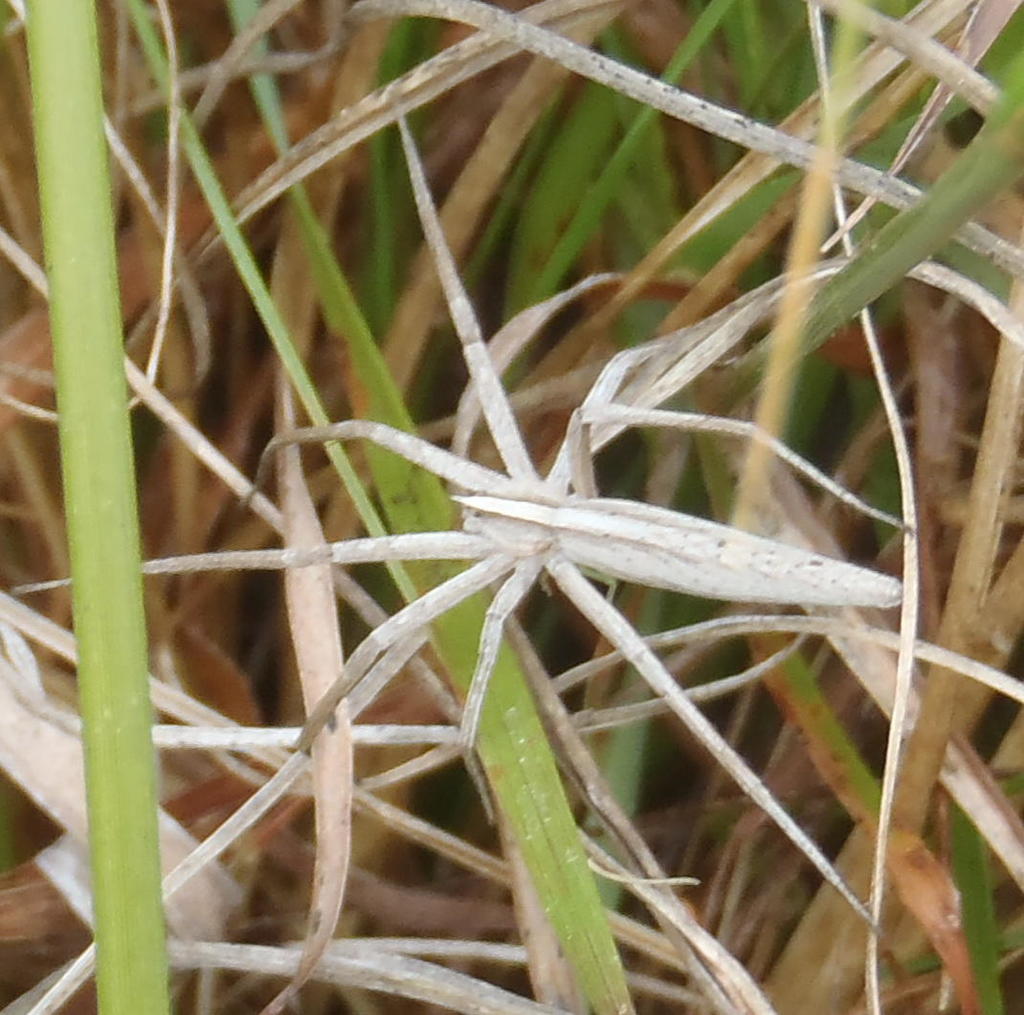 Chiasmopes