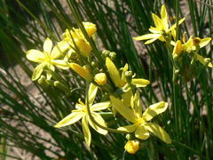 Bobartia gracilis