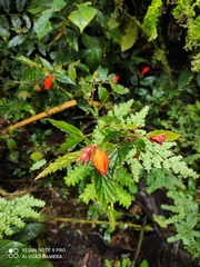 Begonia tetrandra