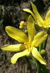 Bobartia gracilis