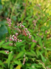 Persicaria
