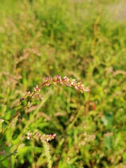 Persicaria