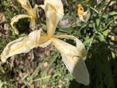 Iris fernaldii