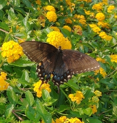 Papilio glaucus