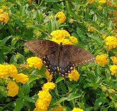 Papilio glaucus