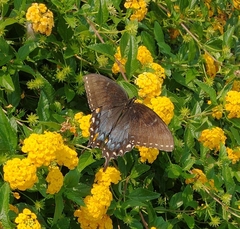 Papilio glaucus