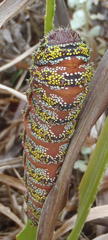 Nudaurelia cytherea