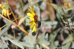 Copestylum violaceum