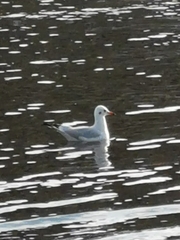 Chroicocephalus ridibundus