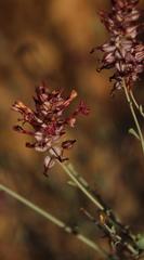 Dyerophytum africanum