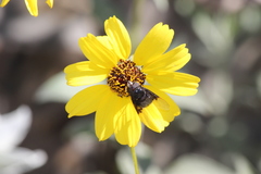 Copestylum violaceum