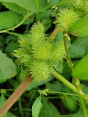 Xanthium strumarium