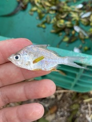 Short-Beaked Mojarra photo 3