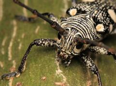 Zographus nivisparsus