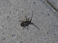 Mesosa curculionoides