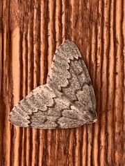 Nepytia pellucidaria